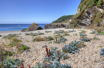 海甘蓝，康沃尔海岸，英格兰