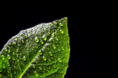 新鲜的绿叶植物与水滴特写黑色背景孤立。绿叶与露珠隔离。