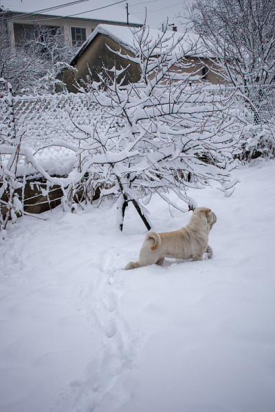 狗在雪中奔跑
