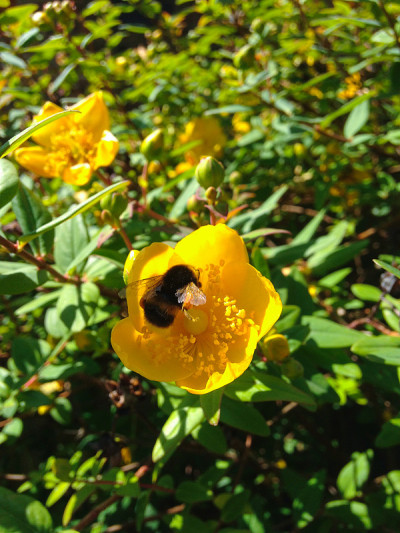 蜜蜂与黄花