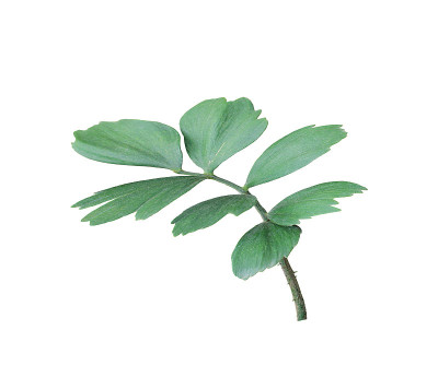 绿叶的棕榈树孤立在白色的背景