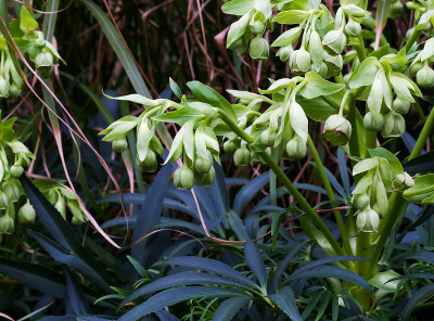 臭嚏根草(嚏根草)花