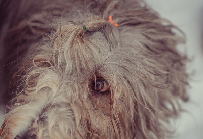 长毛的口鼻犬