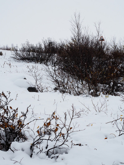 苔原森林里美丽的雪