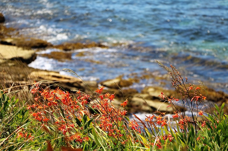 蒙布雷蒂Crocosmia盛开在Cronulla海滩悉尼，澳大利亚