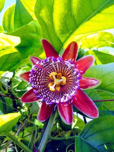 百香花/百香果