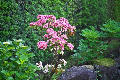 Kalmia