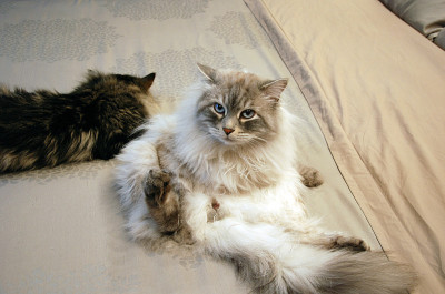 猫