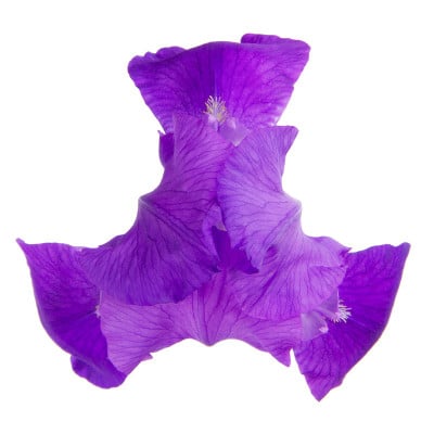 虹膜