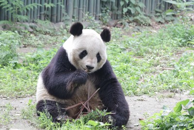 大熊猫正在吃竹子，中国