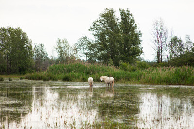 Camargue horses