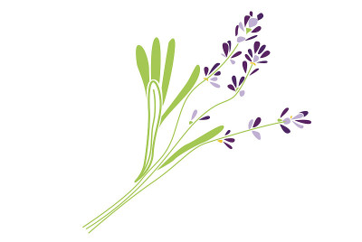 薰衣草花