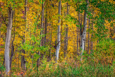 Maroon Bells Snowmass Wilderness USA