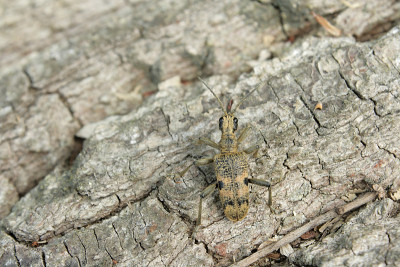 甲虫Rhagium检察官
