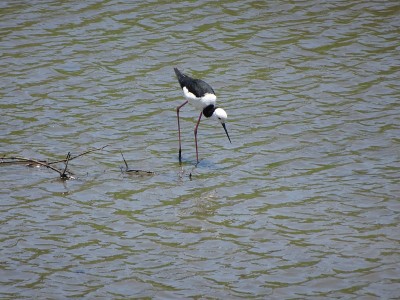 Pied Stilt。希曼灯光二号