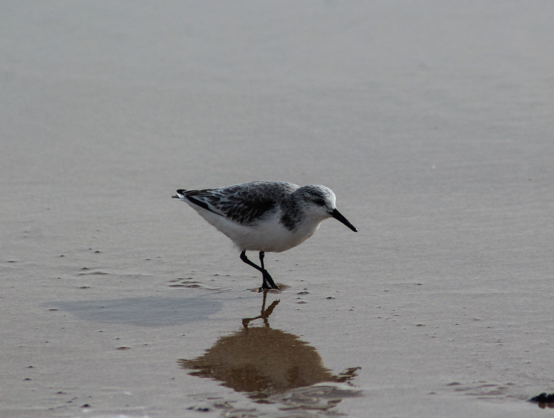 鹬(Calidris ferruginea)