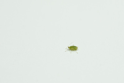 蚜虫