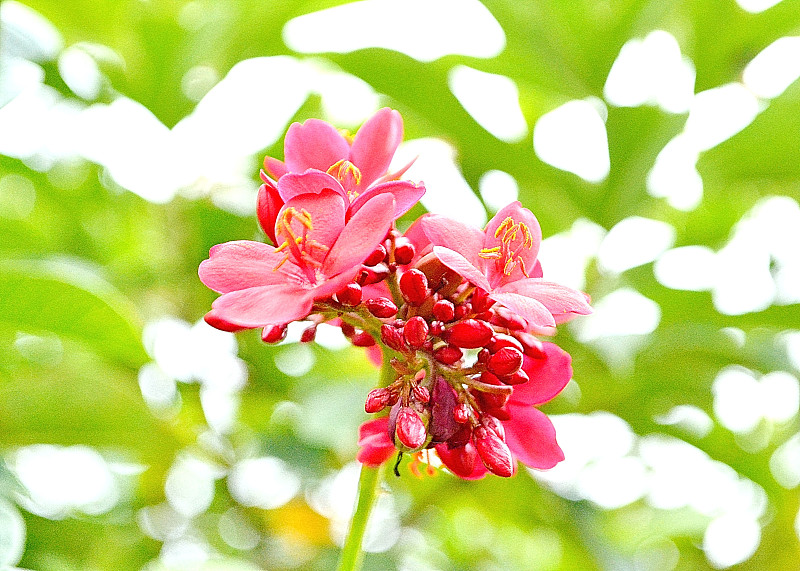 红辣麻疯树