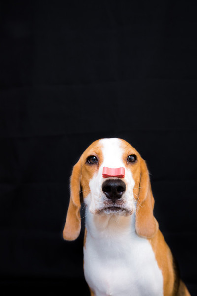 小猎犬在演播室等爪子