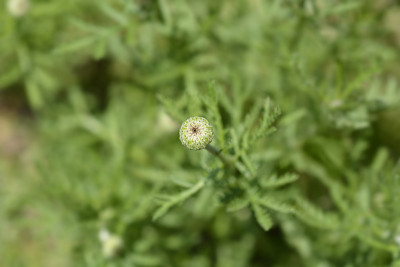 黄色的菊花