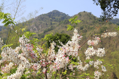 决明子，白花。