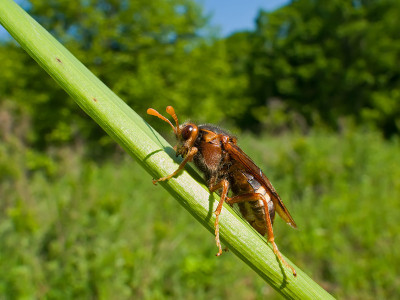昆虫叶蜂