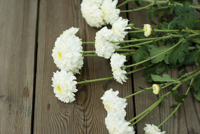 菊花