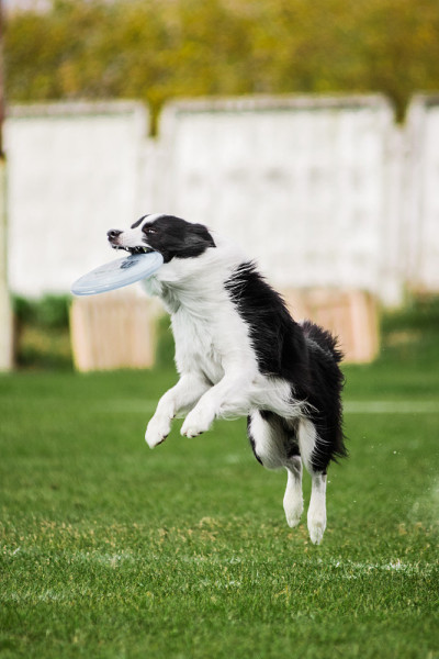边境牧羊犬跳接飞盘，狗类运动比赛