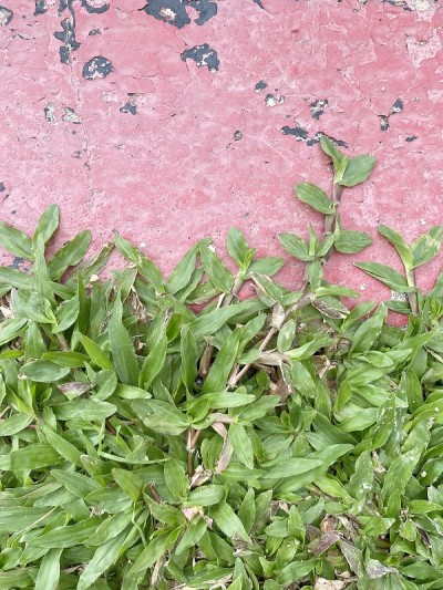 地板上有绿色的草