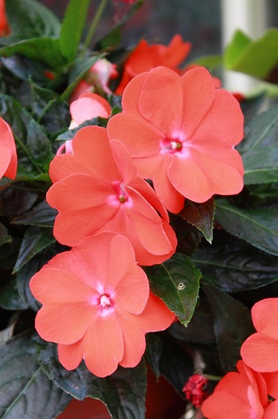 五彩缤纷的莉齐花坛，学名凤仙花