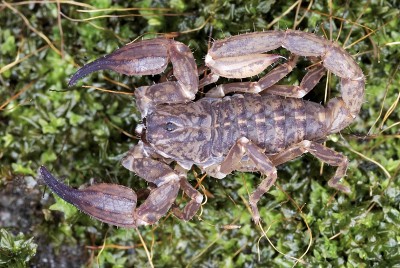 Chaerilus pictus-female。一种非常罕见的蝎子。这些只有在跨喜马拉雅的森林里才有