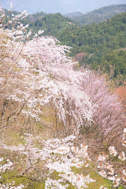 樱花