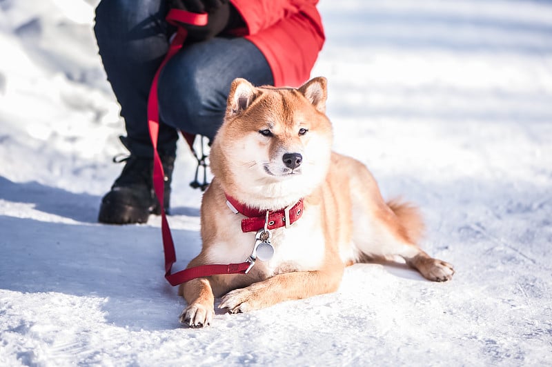 在美丽的冬季森林背景下，日本柴犬躺在雪地上