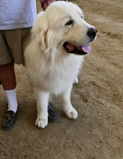 大狗