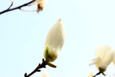 玉兰，花，树