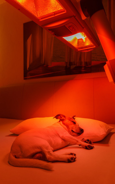 红光治疗犬
