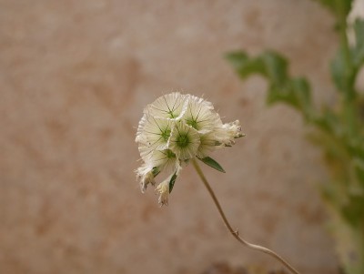 阳光明媚的春日，草原上开着淡紫色的星形花。在自然环境中用于顺势疗法的一种植物
