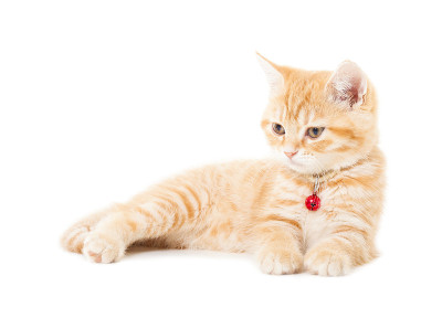小姜英国短毛猫在白色的背景