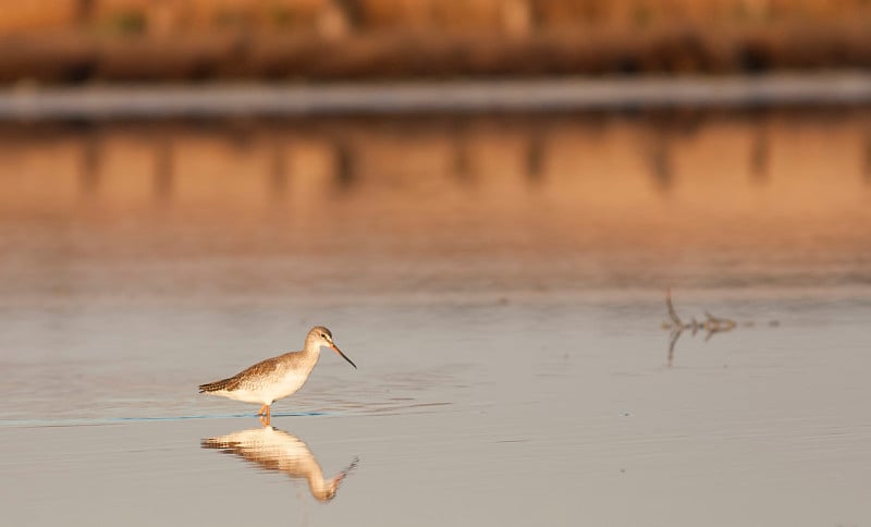 普通Redshank (Tringa to伤风)