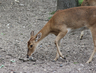 Eld's deer (Panolia eldii)