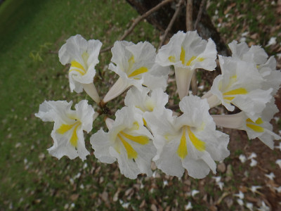 白色ipe花
