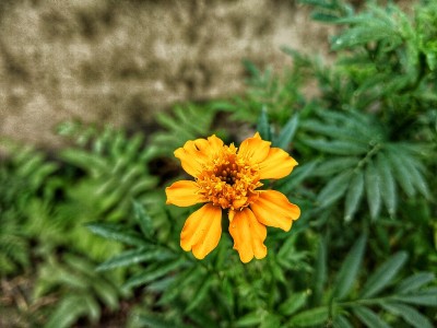 万寿菊鲜花