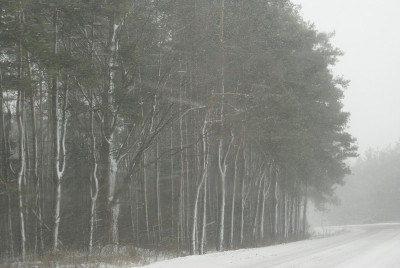 路边的雪树