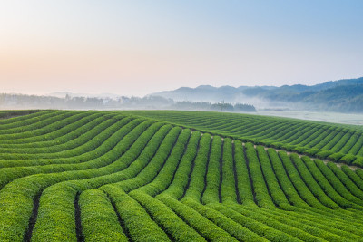 黎明时分的茶园