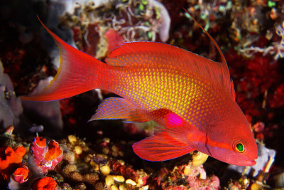 Scalefih Anthias