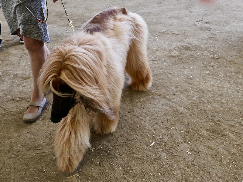 阿富汗猎犬正在梳理