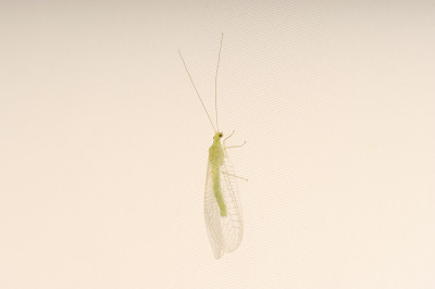 昆虫绿草蜻蛉