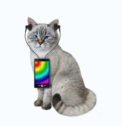 猫灰在用智能手机听音乐