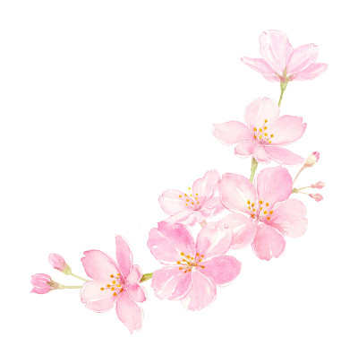 樱花水彩插图装饰