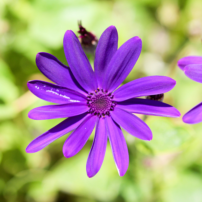 紫雏菊